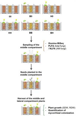 Asymmetric Interaction Between Two Mycorrhizal Fungal Guilds and Consequences for the Establishment of Their Host Plants